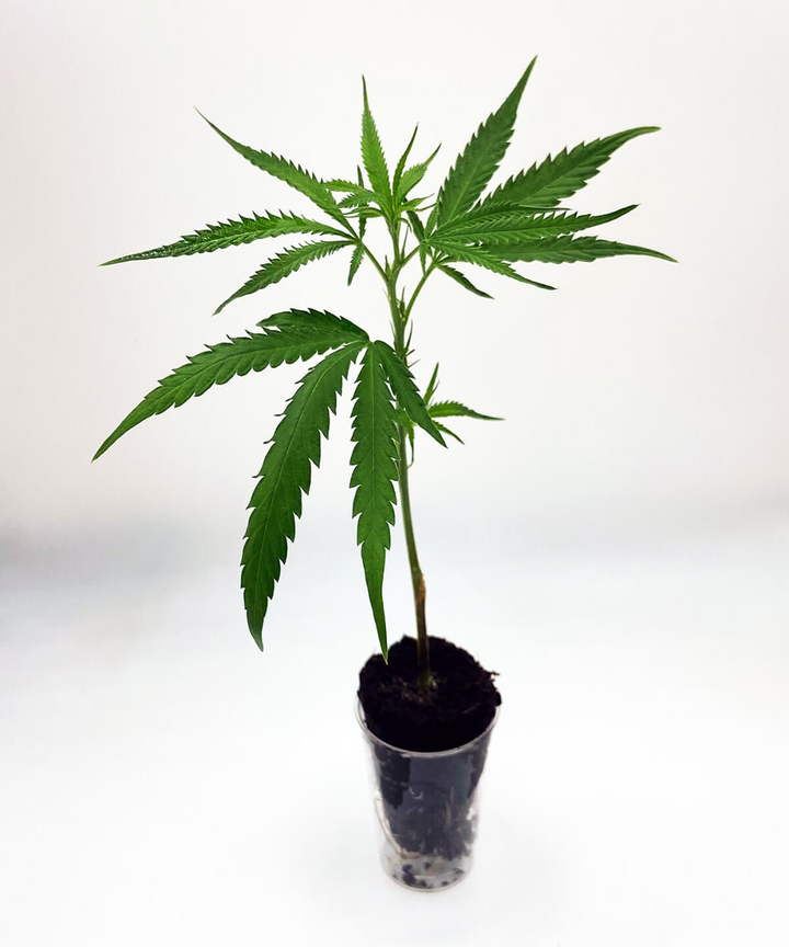Hanfstecklinge kaufen Top Auswahl an CannabisStecklingen Weedlings