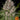 Barneys Farm Lemon Haze Automatic Samen