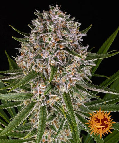 Lemon Haze Automatic Samen (Barneys Farm)