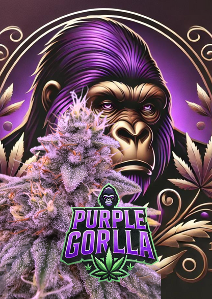 Purple Gorilla Automatic Samen