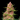 Sweet Seeds Strawberry Cola Sherbet F1 Fast Hanfsamen