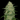 Fast Buds White Widow Autoflowering Samen