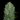Fast Buds Original Northern Lights Samen - Autoflowering