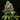 WEEDLINGS© Sour Diesel Hanfsamen