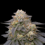 WEEDLINGS© Gorilla Zkittlez Hanfsamen - Autoflowering