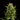 WEEDLINGS© White Widow Hanfsamen