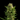 WEEDLINGS© Jack Herer Hanfsamen - Autoflowering