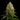 WEEDLINGS© Gorilla Glue Hanfsamen - Autoflowering