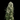 WEEDLINGS© Big Bud Hanfsamen - Autoflowering