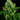 WEEDLINGS© Sir Jack Hanfsamen - Autoflowering