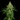 WEEDLINGS© Stardawg Hanfsamen - Autoflowering