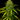 WEEDLINGS© Ice Cream Cake FAST Hanfsamen