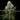 WEEDLINGS© Bruce Banner Fast Hanfsamen