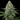 WEEDLINGS© Amnesia Haze Hanfsamen