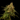 WEEDLINGS© L.A. OG Kush Hanfsamen
