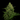 WEEDLINGS© Cheese Hanfsamen