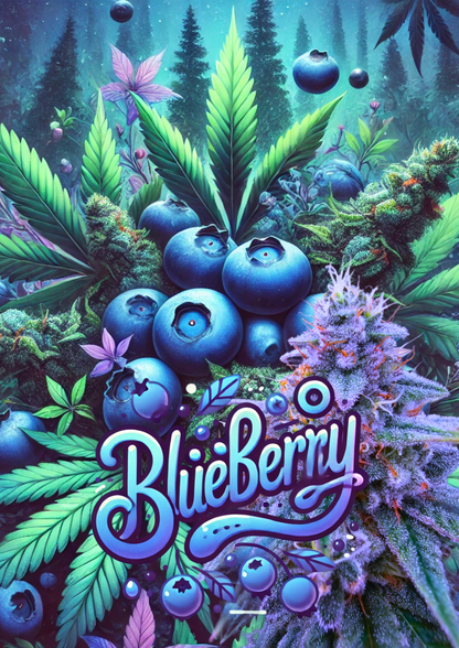 WEEDLINGS© Blueberry Auto Samen