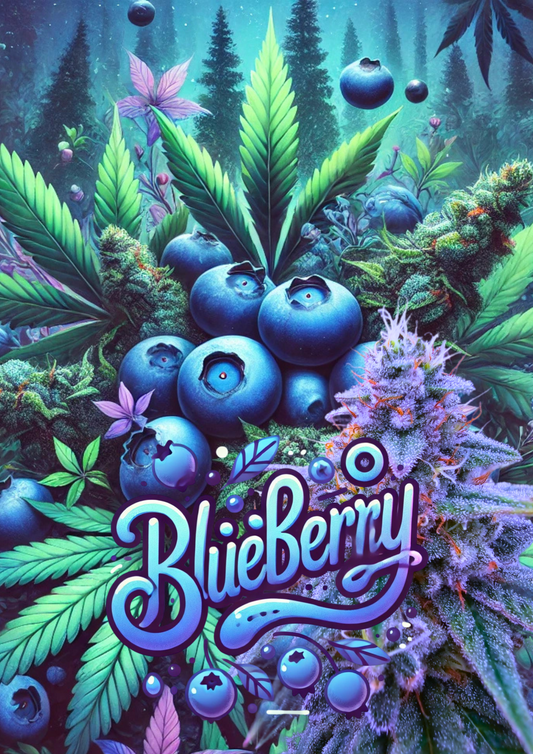 WEEDLINGS© Blueberry Auto Samen