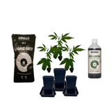 3er Starter-Set – Töpfe, Erde, Grow Dünger & Hanfstecklinge