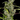 WEEDLINGS© Purple Haze Hanfsamen