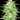 Fast Buds Lemon AK - Autoflowering