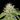 WEEDLINGS© Green Crack Fast Hanfsamen