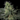 WEEDLINGS© Alien OG Hanfsamen - Autoflowering