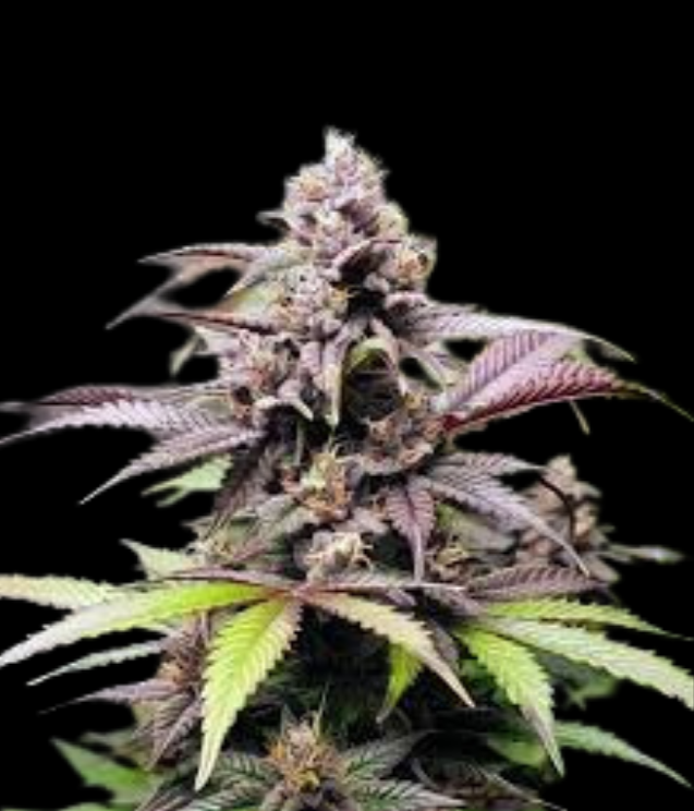 WEEDLINGS© Blueberry Hanfsamen - Autoflowering