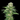 WEEDLINGS© Early Skunk Hanfsamen