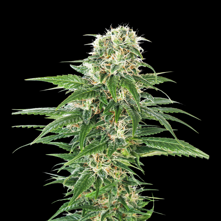 WEEDLINGS© Early Skunk Hanfsamen
