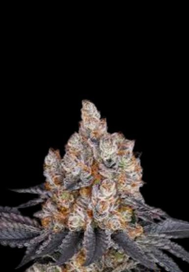 WEEDLINGS© Gelato Hanfsamen - Autoflowering