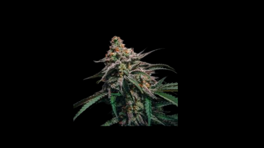WEEDLINGS© Nothern Lights Hanfsamen