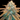 WEEDLINGS© Death Star Hanfsamen
