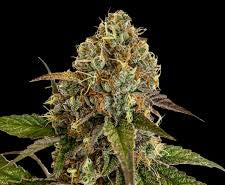 WEEDLINGS© Sunset Sherbet Hanfsamen