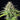WEEDLINGS© Blue Cheese Hanfsamen