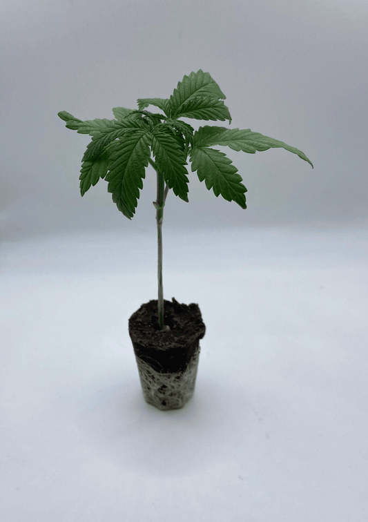 Gorilla Skittlez Automatic Sämling/Seedling