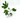 Mountaintop Mint #2 Hanfsteckling
