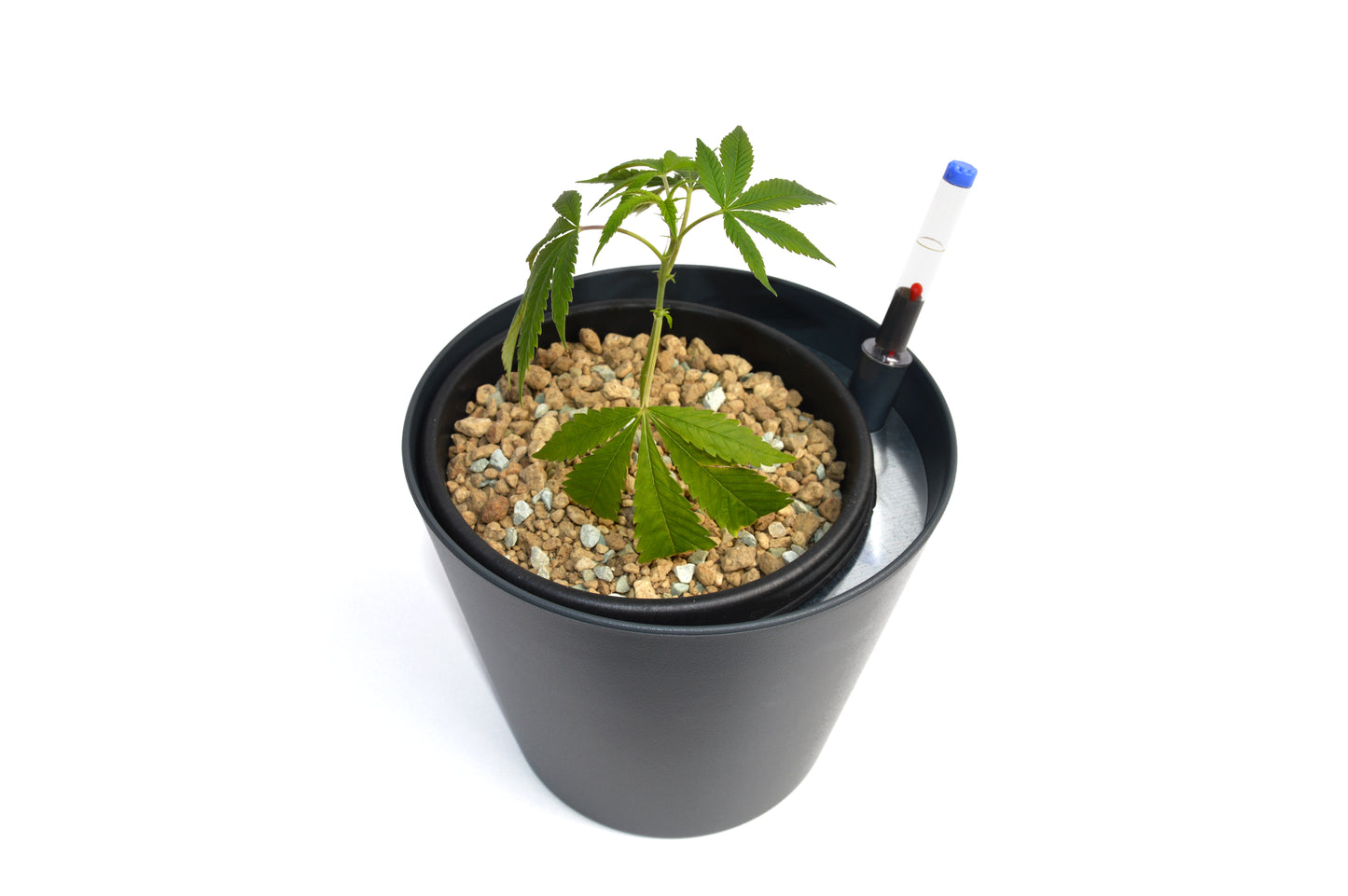 Bubatztopf Starter-Set – mit Hanfsteckling & Advanced Hydroponics Grow (1 L)