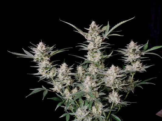 Fast Buds Strawberry Gorilla - Autoflowering