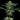 Serious Seeds White Russian Automatic Samen