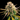 WEEDLINGS© Candy Kush Hanfsamen