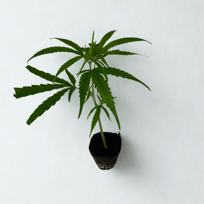 Cannalope Haze Hanfsteckling