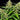 WEEDLINGS© Jealousy Hanfsamen - Autoflowering