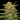 WEEDLINGS© Girl Scout Cookies Fast Hanfsamen