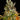 Barneys Farm GMO Automatic Samen