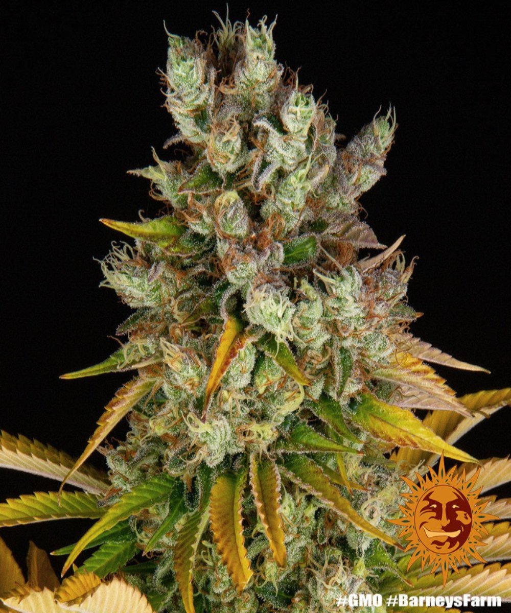 GMO Automatic Samen (Barneys Farm)