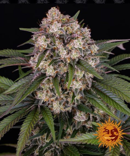 OG Kush Automatic Samen (Barneys Farm)