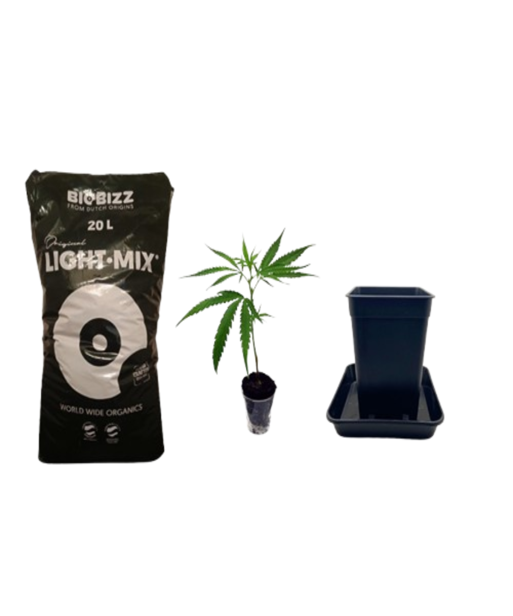 Starter-Set für den perfekten Grow: Vierkant-Topf, BioBizz Light-Mix Erde 20L & Hanfsteckling