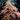 Rare Darkness Hanfsteckling
