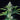 WEEDLINGS© Runtz Hanfsamen